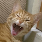 梦想是猫狗双全