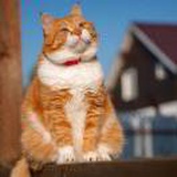 猫与短袖