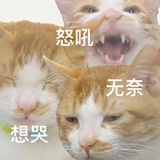 抹茶版momo