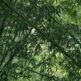 云中客