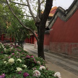 果粉小顺子