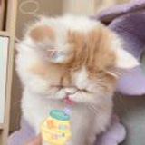 豆友 小饼