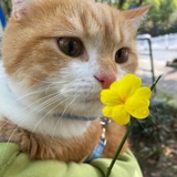 闻花的猫