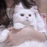 鱼鱼