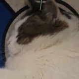 267配音