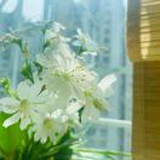 Linda的小木屋