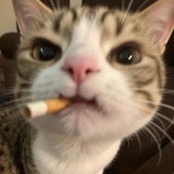 Cummmmm