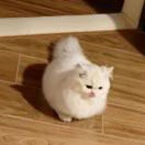 磕药鸡无罪