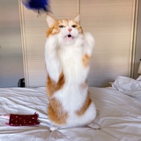 小猫最可靠