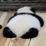 我是趴趴熊～