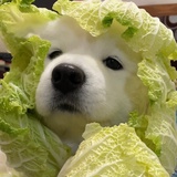 昵称被使用
