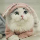 柳叶幽兰