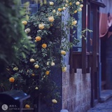 晚星