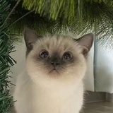 碱碱碱碱碱