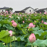 草枚