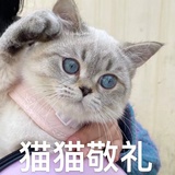 豆豆