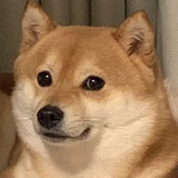 张国强