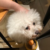 汪汪汪大队