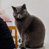 豆豆
