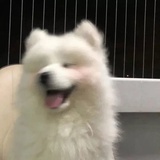 laolubiiii