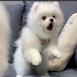 豆友258673850