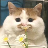 呀呀呀