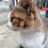 豆腐脑加糖