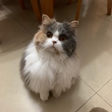 隐寂月