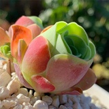 花生^_^