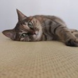 泡泡