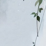 己注硝