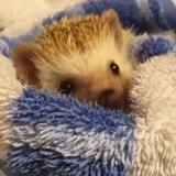 刺猬睡觉