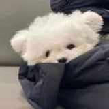 不爱小狗是傻蛋