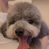 可爱小果果