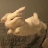 cc