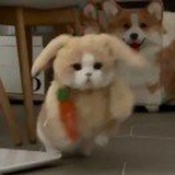 小狗吃饺子吗