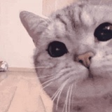 嘎嘎嘎嘎嘎嘎嘎