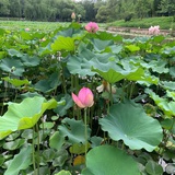 淇淇77