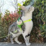 猴子有只猫
