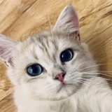 狐狸尾巴