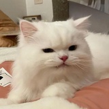 天才脆脆鲨