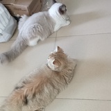 小鱼儿