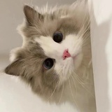 鼠鼠想睡鼠