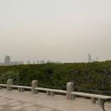 金一