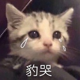 做我的猫吧