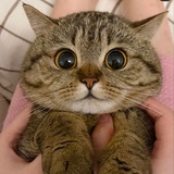 二狗子∪･ω･∪