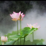 雾里看花