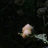 与.