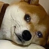 平平无奇白玫瑰