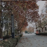 风吹树桠蓝桉谢，欲等人来空一场